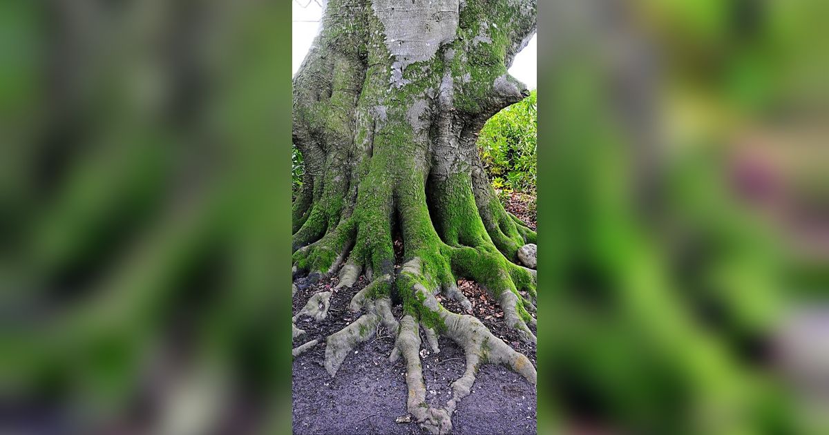 Ternyata di Dunia Ini Ada 'Pohon Zombie', Kok Bisa?