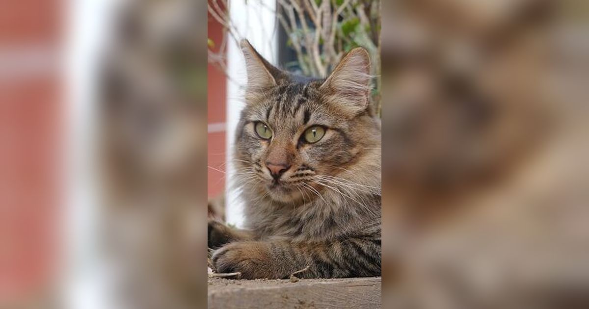 Penemuan Spesies Baru Hewan Mamalia Karnivora Mirip Kucing Berusia 33 Juta Tahun Lalu