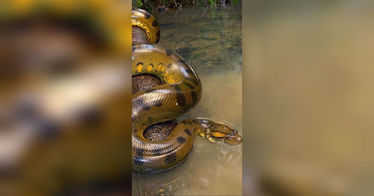 Largest Anaconda Ever Found In The World 10 Meters Long And 400 Kg In