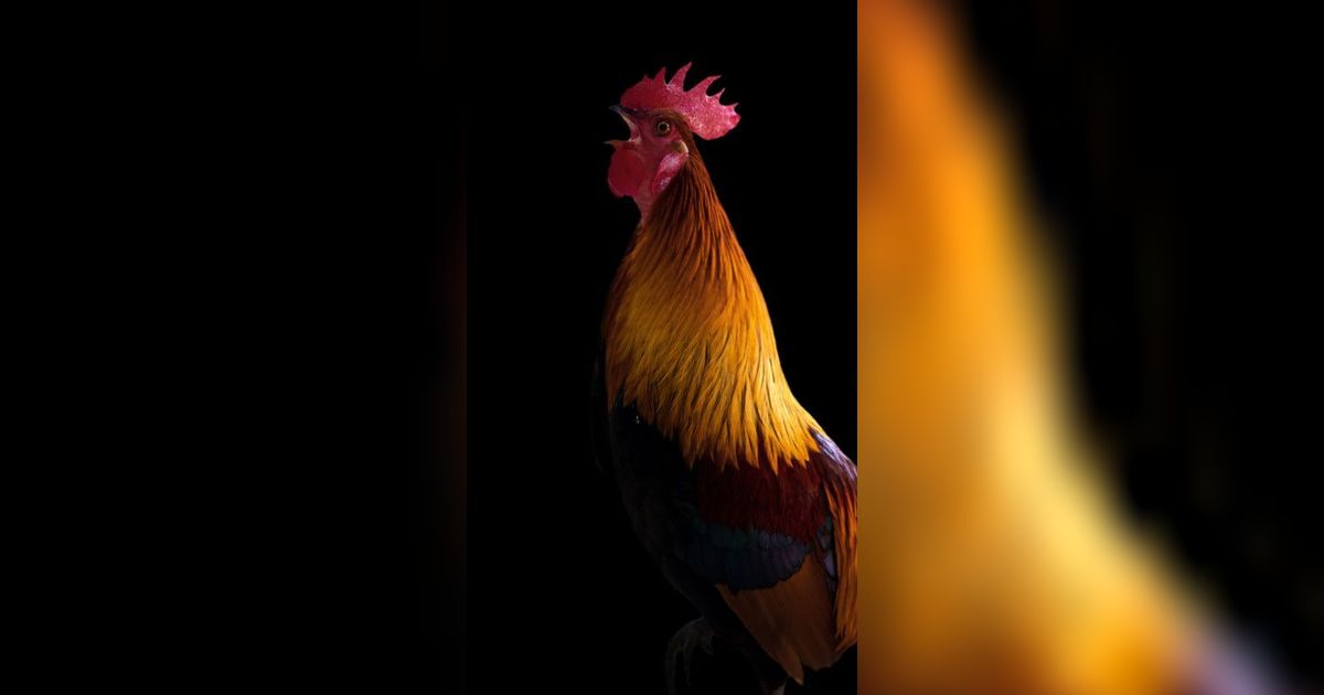 Mitos Ayam Berkokok Malam Hari menurut Primbon, Begini dalam Pandangan Islam
