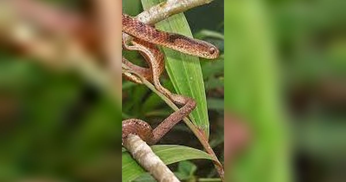 Penemuan Spesies Baru Ular yang Tiba-Tiba Muncul di Pohon, Ilmuwan Langsung Teliti