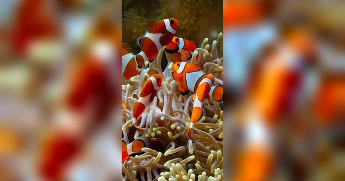 Hidup di Air, Apakah Ikan Masih Butuh Minum?