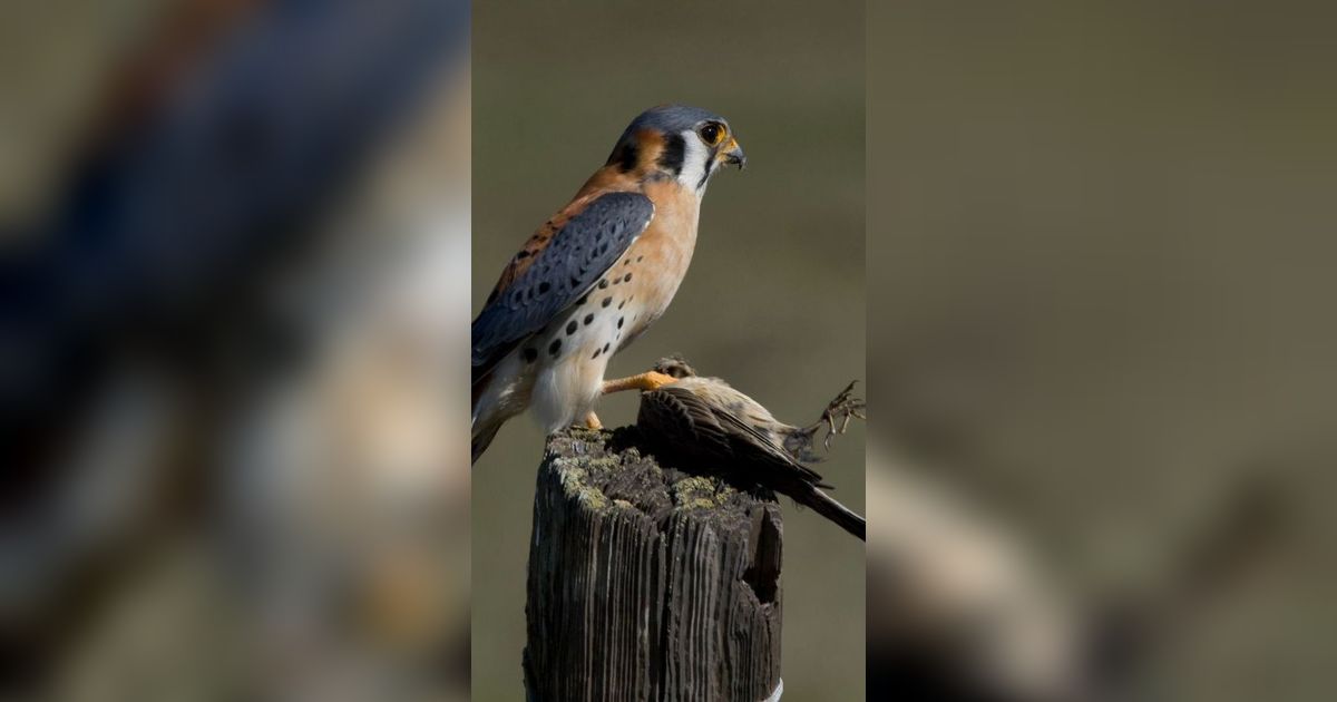 Mitos Kejatuhan Kotoran Burung di Wajah, Bisa Jadi Pertanda Baik