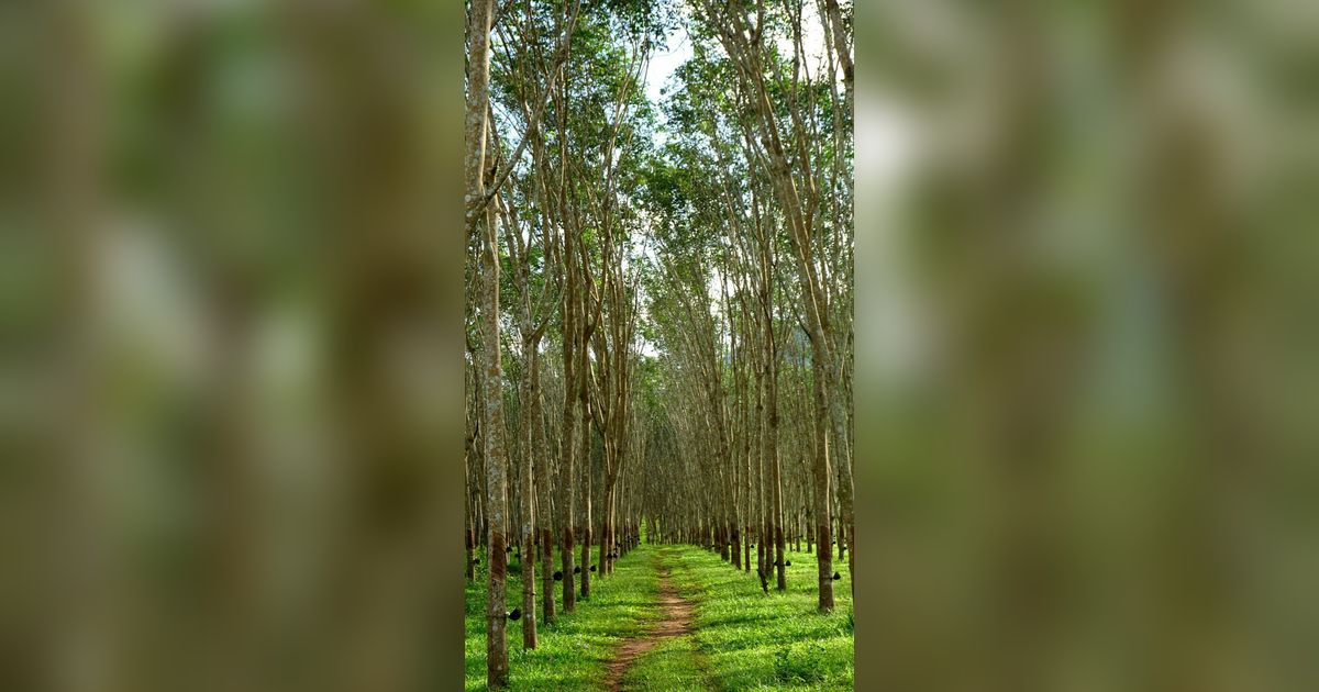 Kilas Balik Perkebunan Karet di Aceh Timur, Komoditas yang Tak Kalah Berharga dari Rempah-Rempah