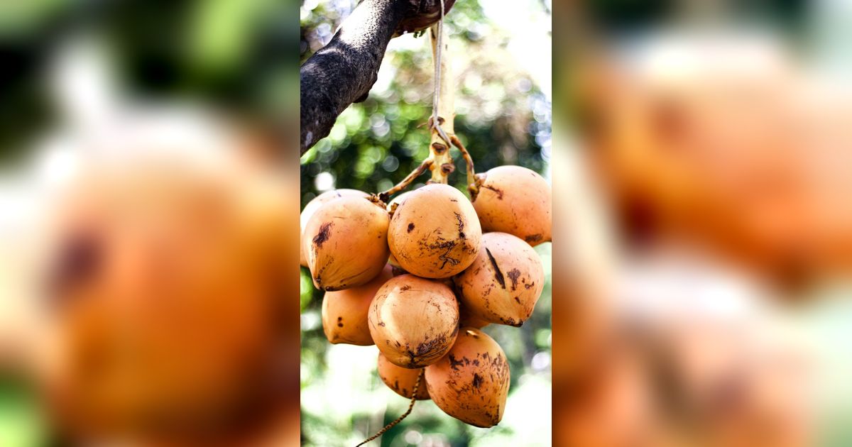 Mitos Kelapa Kuning yang Umum Berkembang, Ini Faktanya