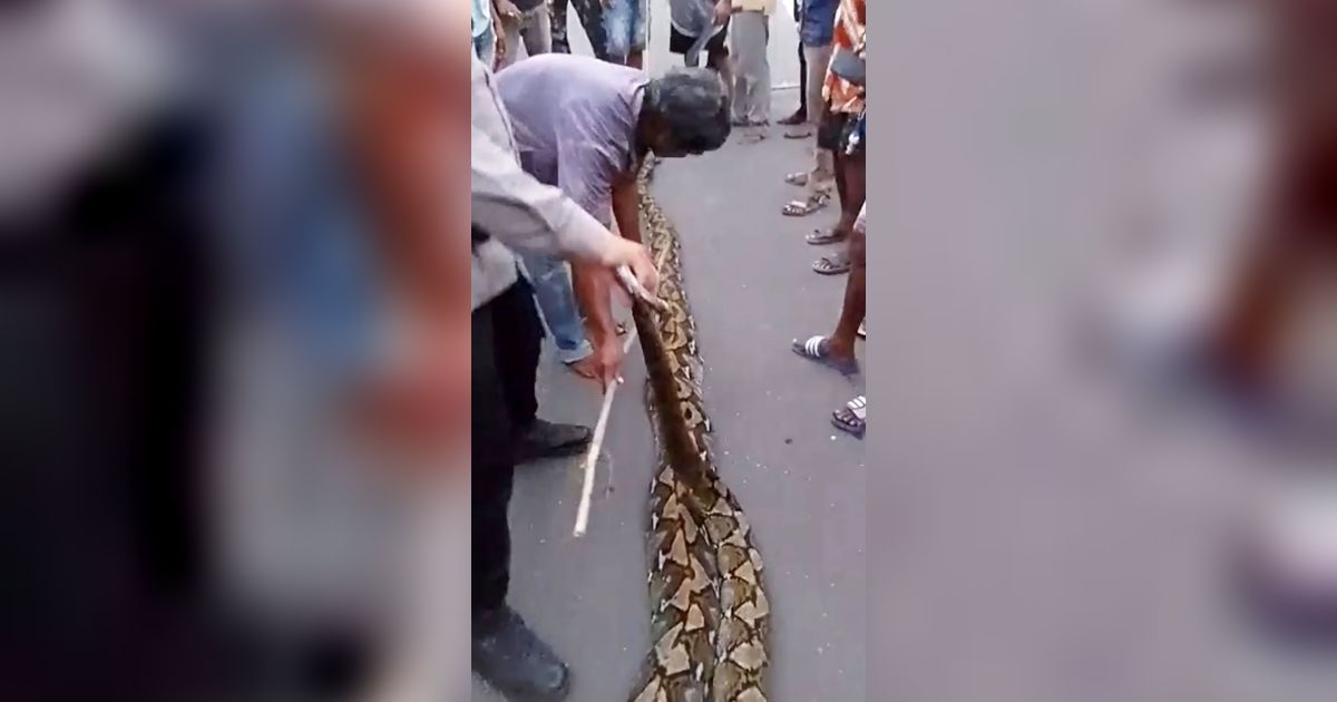 Momen Warga di Buton Bergulat Lawan Ular Piton Raksasa Sepanjang 6,5 Meter Saat Cari Rumput di Hutan