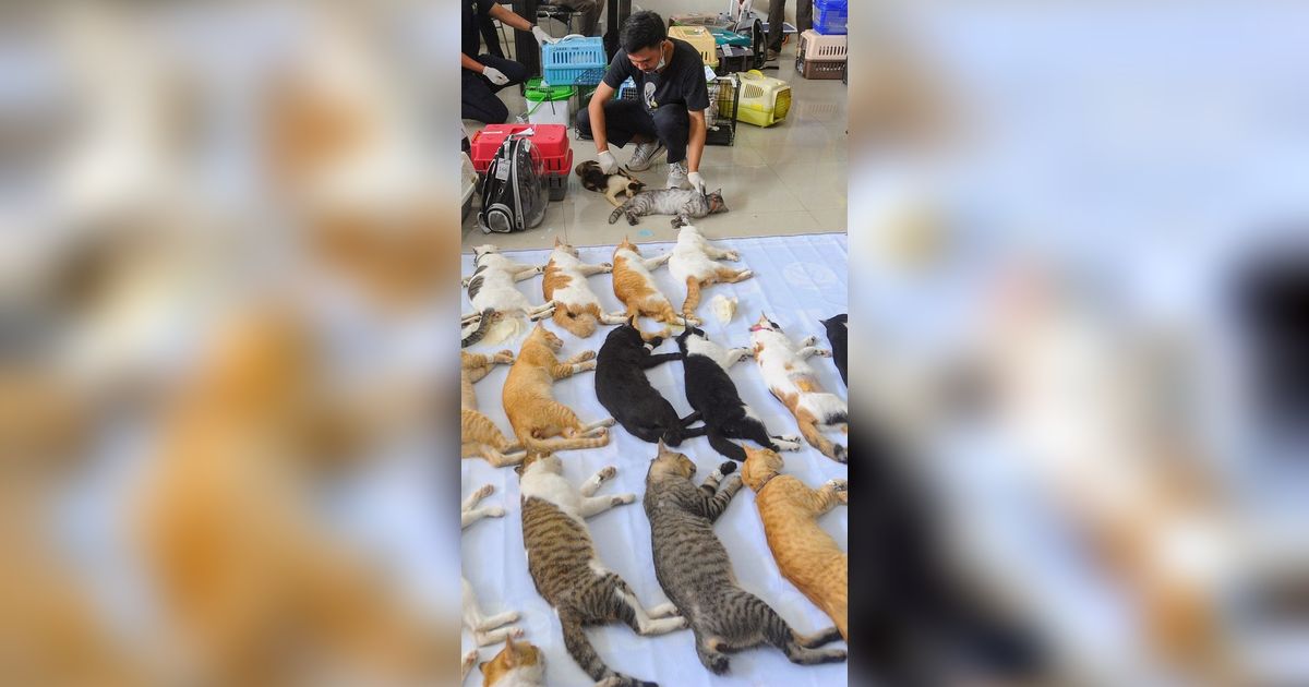 FOTO: Kendalikan Populasi Hewan Liar, Sudin KPKP Sterilisasi Ratusan Kucing Lokal di Mall Metro Kebayoran