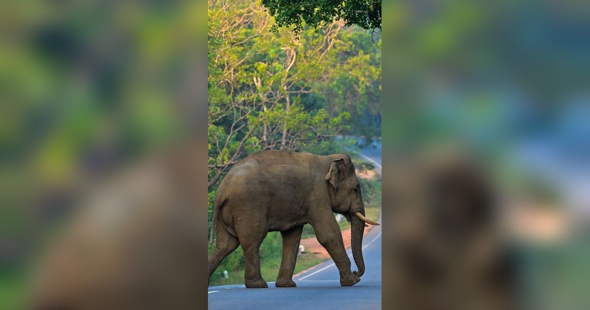 FOTO: Ketika Gajah Liar Berlalu-lalang di Jalanan Sri Lanka