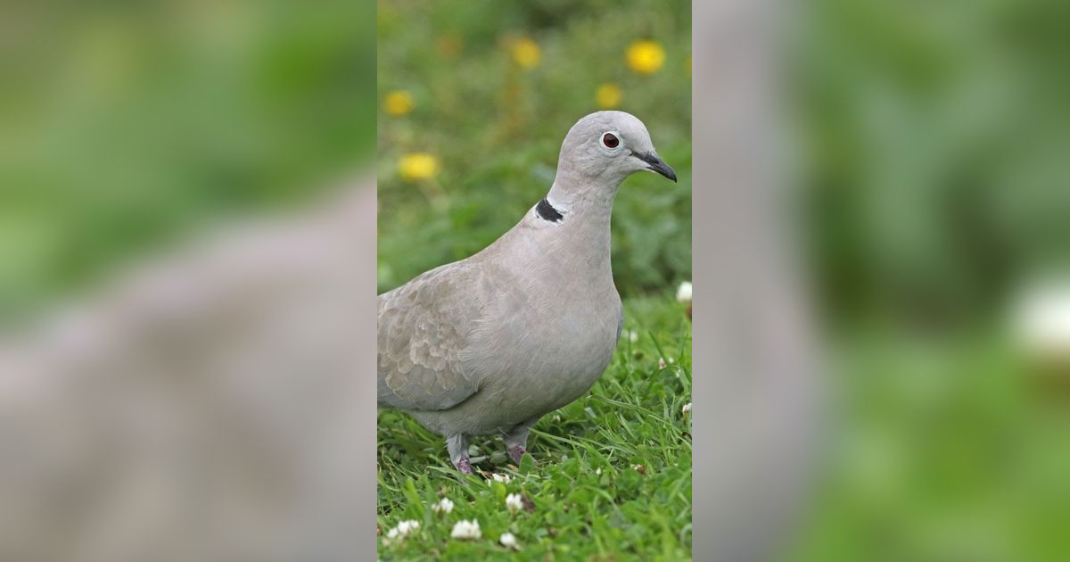 Mitos Burung Puter, Disebut Pembawa Rezeki hingga Penolak Ilmu Hitam