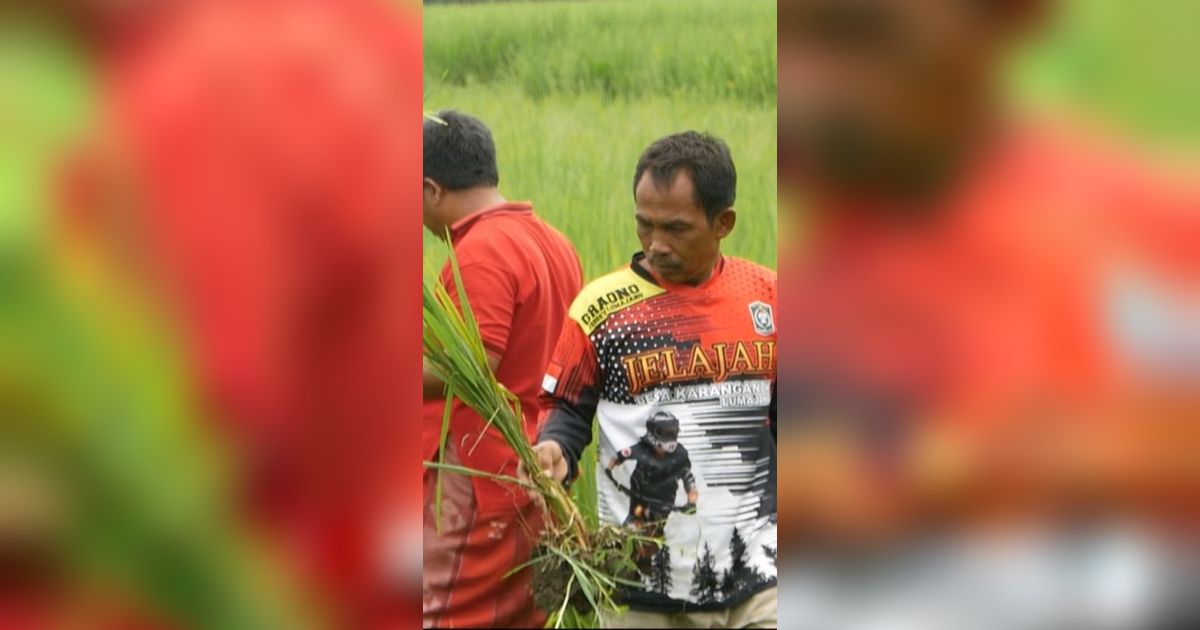 Kala Harga Beras Naik, 450 Hektare Sawah di Lumajang Terancam Gagal Panen