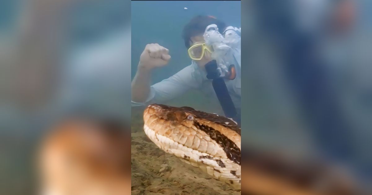 Potret Profesor Santai Ketemu Anaconda Terbesar di Dunia Saat Berenang di Dasar Amazon, Beratnya 200 Kg Tubuhnya Sebesar Ban Mobil
