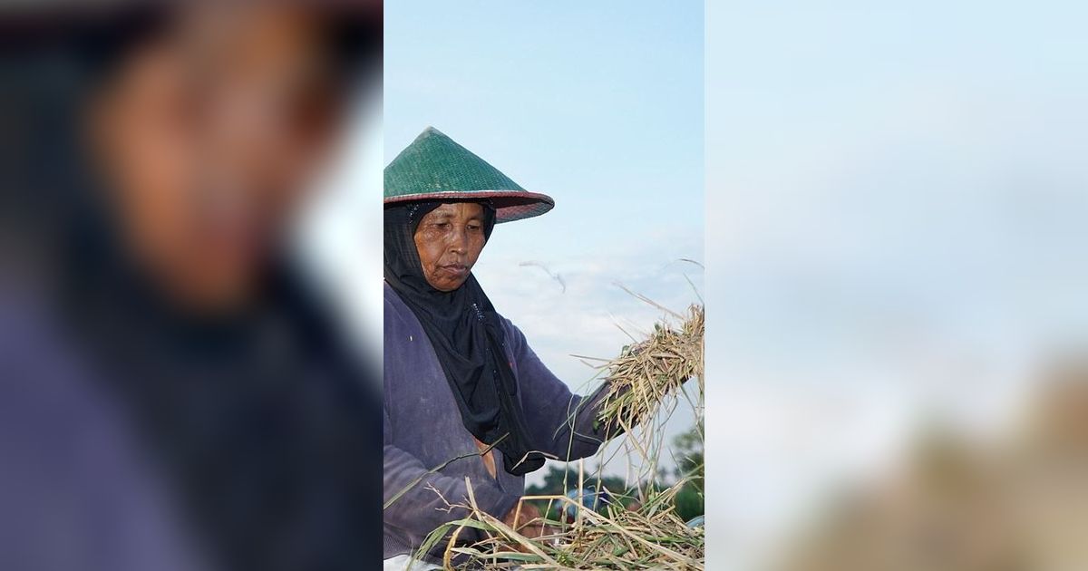 Harga Beras Terus Melonjak, Food Estate di Kalimantan Tengah Baru Panen Raya Bulan Maret