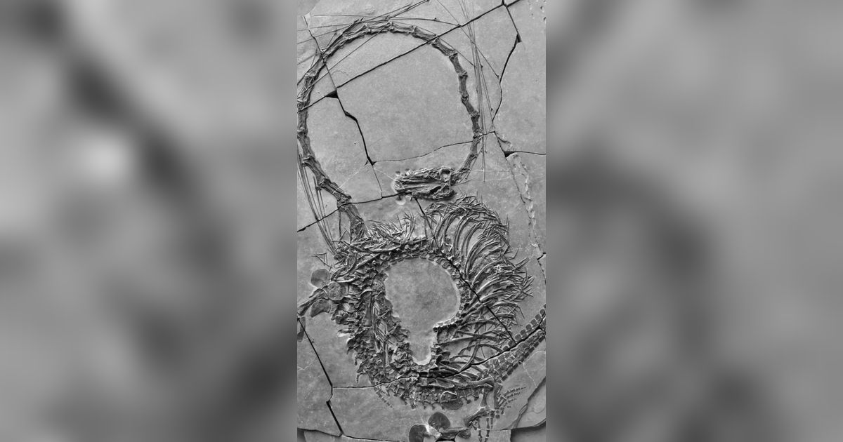Setelah Meneliti 20 Tahun, Ilmuwan ini Akhirnya Temukan Titik Terang Fosil Berbentuk “Naga” Ukurannya 5 Meter Lebih