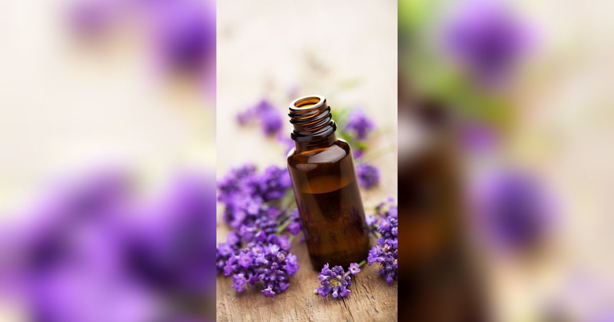 4 Khasiat Lavender Oil yang Jarang Diketahui Banyak Orang, Salah Satunya Bisa Meredakan Insomnia