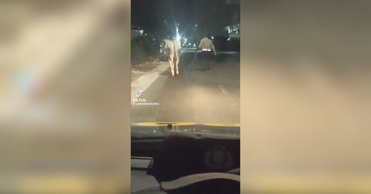 Momen Polisi di Bantul Amankan Sapi yang Berkeliaran di Jalan, Akhirnya Dibawa ke Polsek