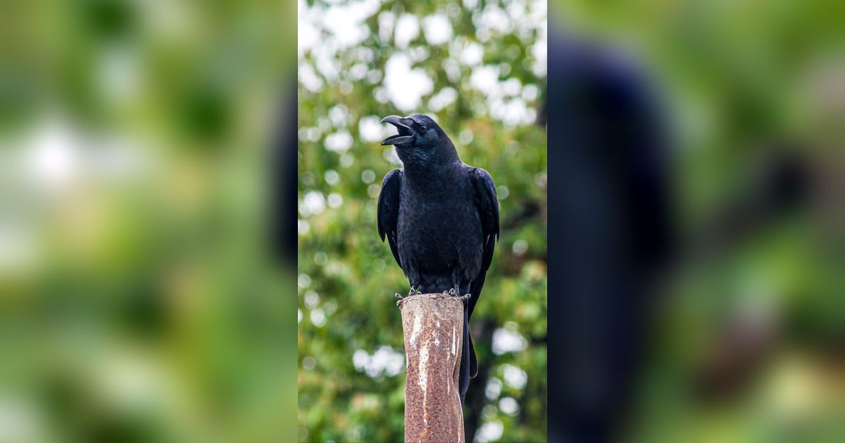 Doa Ketika Mendengar Suara Burung Gagak, Kerap Dipercaya sebagai Mitos Pembawa Musibah