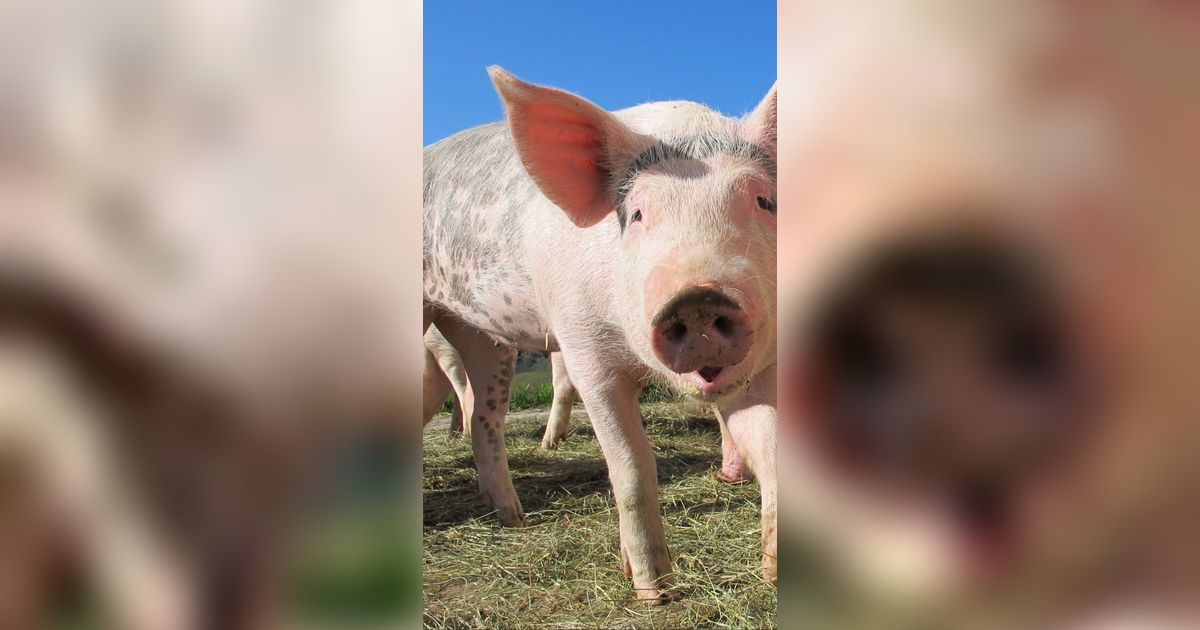 Geger Puluhan Ekor Ternak Babi di Sikka Mati Mendadak, Ternyata Ini Penyebabnya