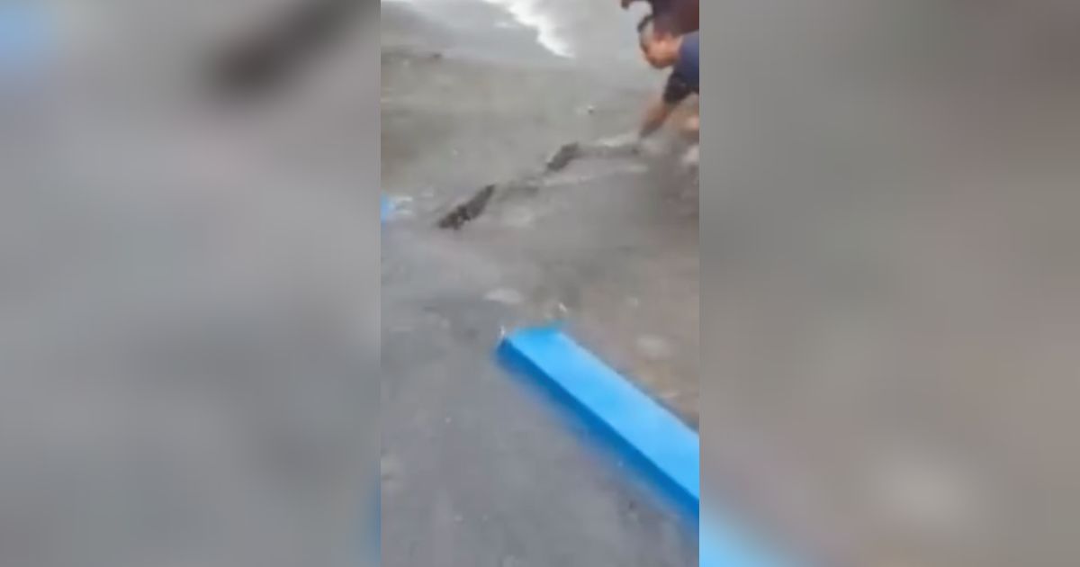Viral Video Damkar Evakuasi Ular Saat Banjir, Warganet Salfok dengan Suara Emak-emak