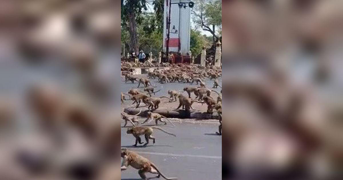 Pasukan 3.500 Ekor Monyet Serang Kota di Thailand, Toko Terpaksa Tutup dan Warga Mengungsi