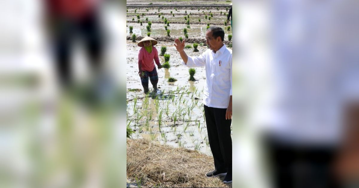 Presiden Jokowi Minta Sri Mulyani Segera Tambah Anggaran Pupuk Subsidi Rp14 Triliun