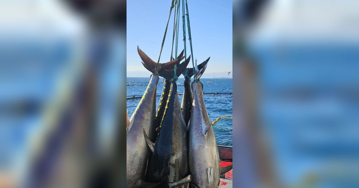 Punya Potensi Besar, Menteri Trenggono Ajak Turki Investasi Budidaya Ikan Tuna di Indonesia