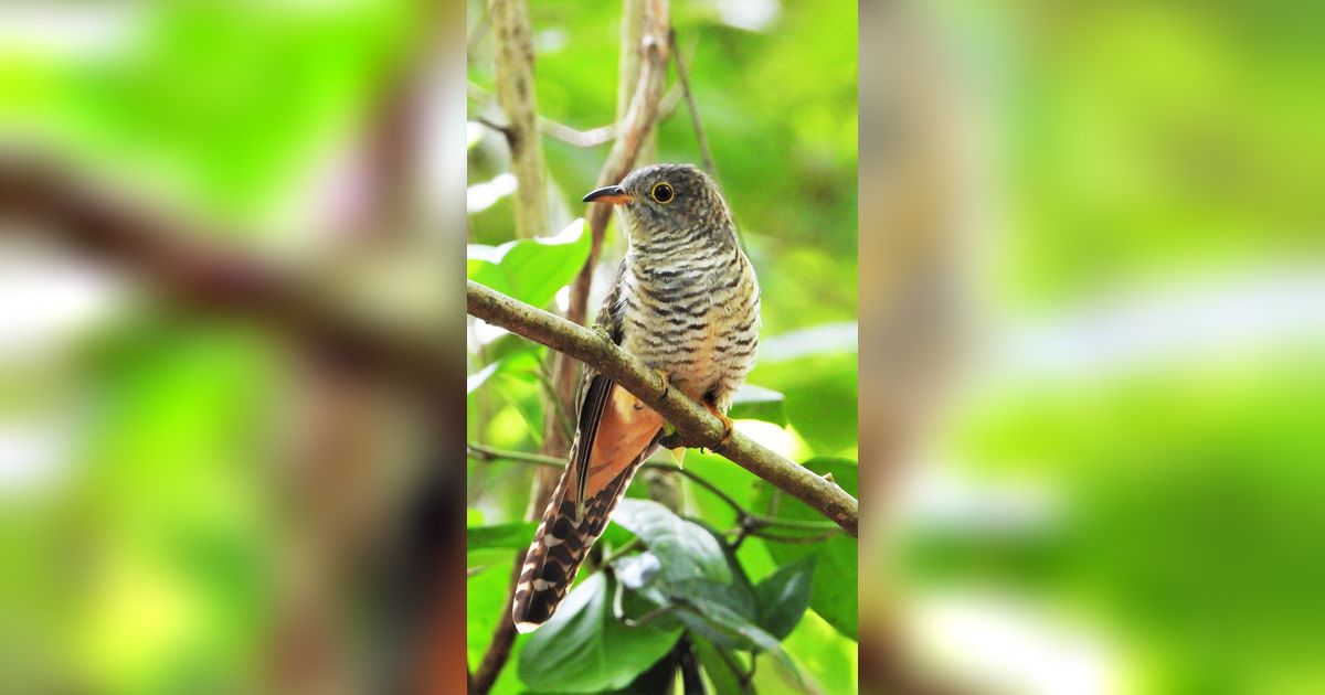 Mitos Burung Kedasih di Tengah Masyarakat Indonesia, Simak Ulasannya