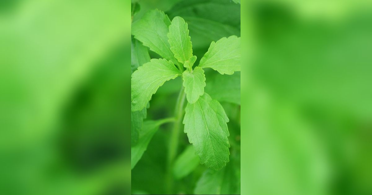 8 Manfaat Daun Stevia bagi Kesehatan, Tak Cuma untuk Pemanis Alami