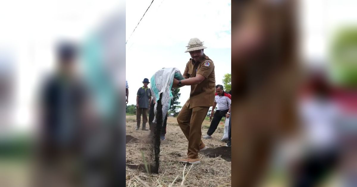 50 Ton Pupuk Organik Hasil Metode Osaki Jepang Dibagikan ke Petani Klungkung Bali