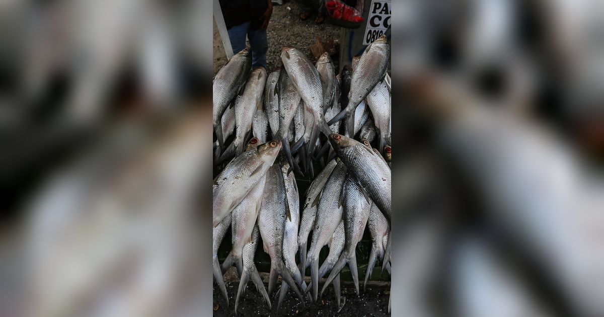 FOTO: Inilah Makna Ikan Bandeng yang Jadi Sajian Wajib di Perayaan Imlek