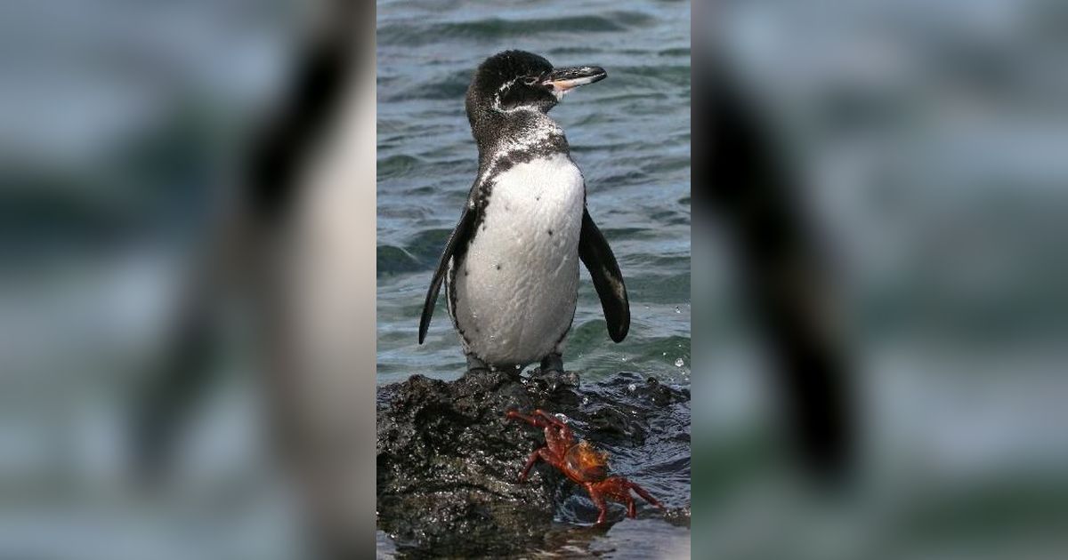 15 Hewan Langka yang Hanya Ada di Kepulauan Galapagos