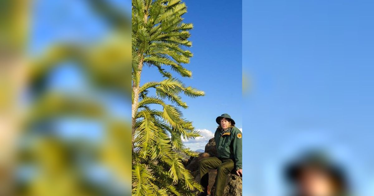 Sudah Punah 2 Juta Tahun Lalu, Pohon Langka Ini Kembali Ditemukan Masih Hidup