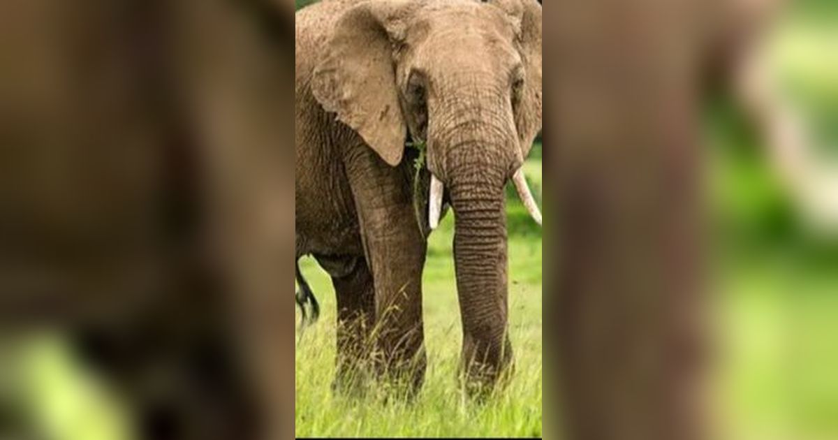 Pasang Kabel Telanjang di Kebun Hingga Sebabkan Gajah Mati, Petani di Aceh Ditangkap
