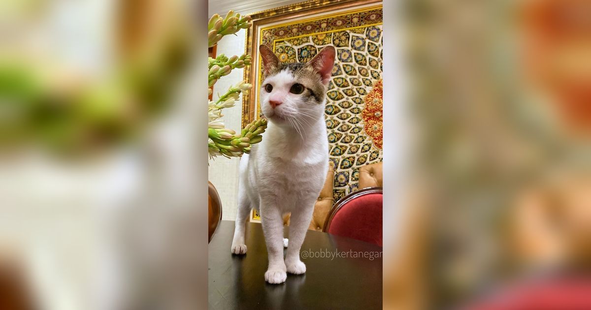 Biaya Berobat Bobby Kucing Prabowo Bikin Elus Dada, Bisa Buat Makan Siang Gratis 13 Anak