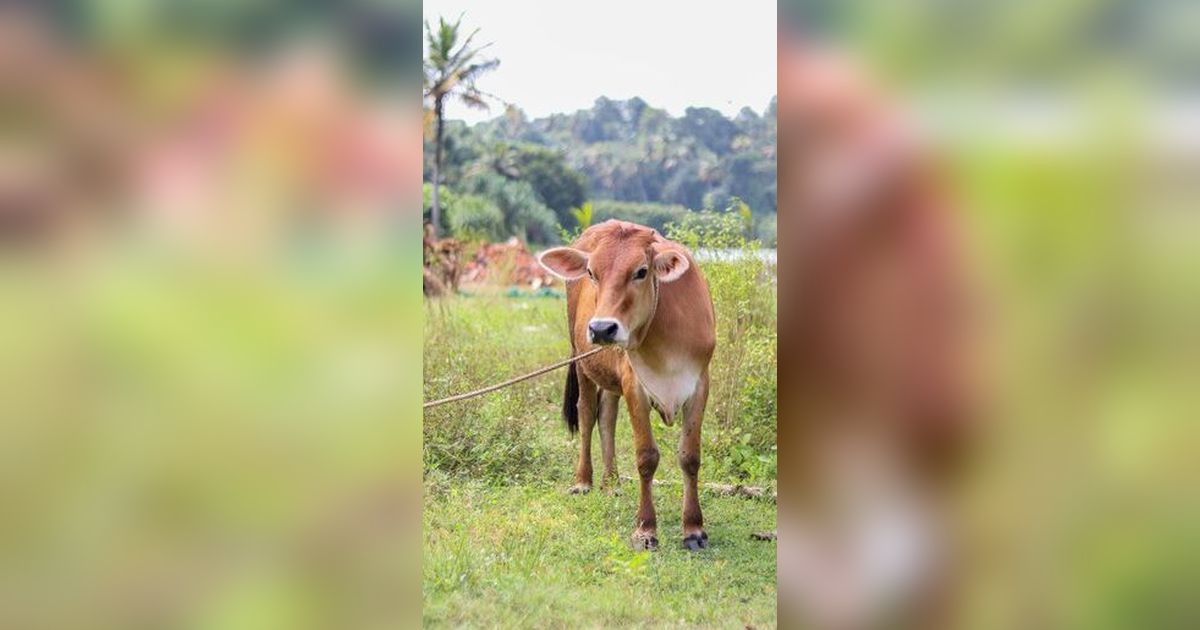 Satu Warga Gunungkidul Suspeks Antraks, Kini Dirawat di RS