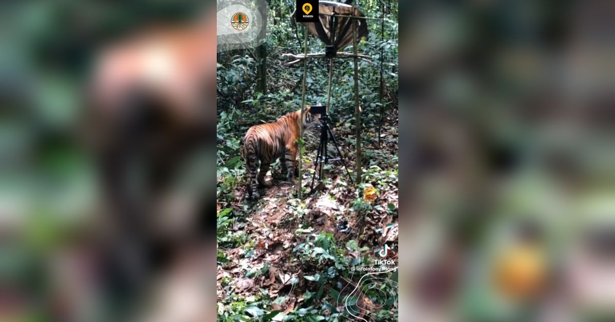 Viral Momen Pelepasan Dua Harimau di Taman Nasional Gunung Leuser, Curi Perhatian Warganet