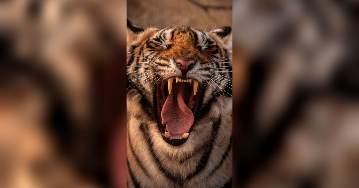 Teror Harimau di Lampung, 1 Orang Berhasil Kabur Usai Duel dan 2 Meninggal