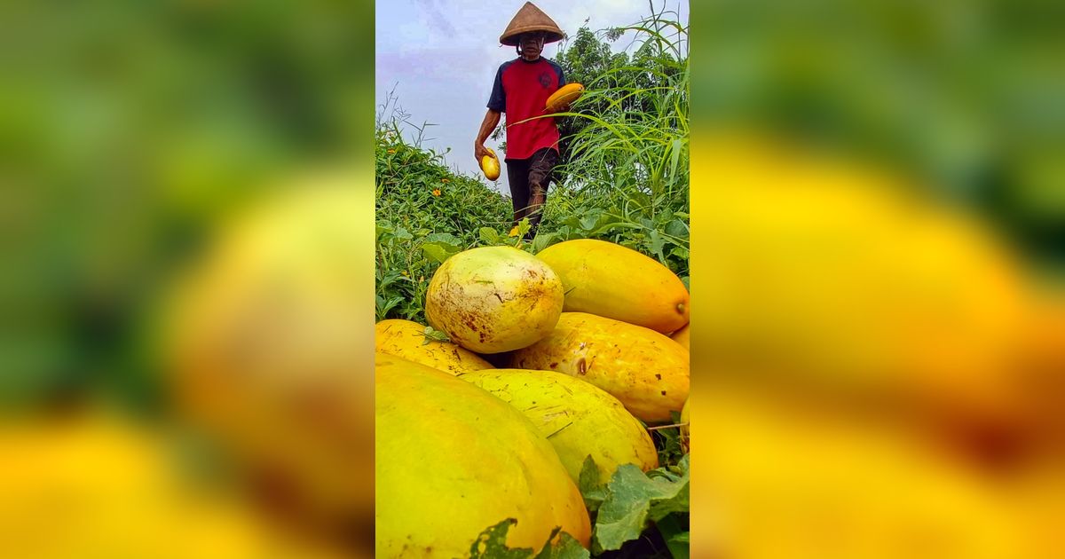 FOTO: Geliat Petani Panen Timun Suri, Buah yang Hanya Ada Saat Ramadan