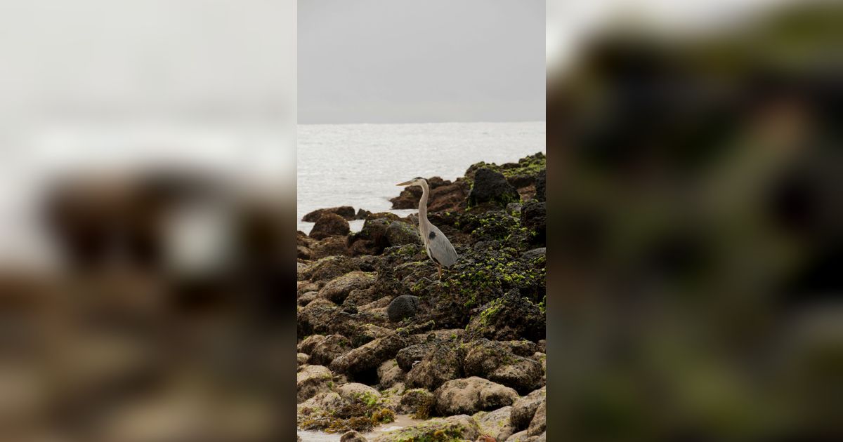 16 Burung Paling Eksotis dan Langka, Hanya Ada di Kepulauan Galapagos!