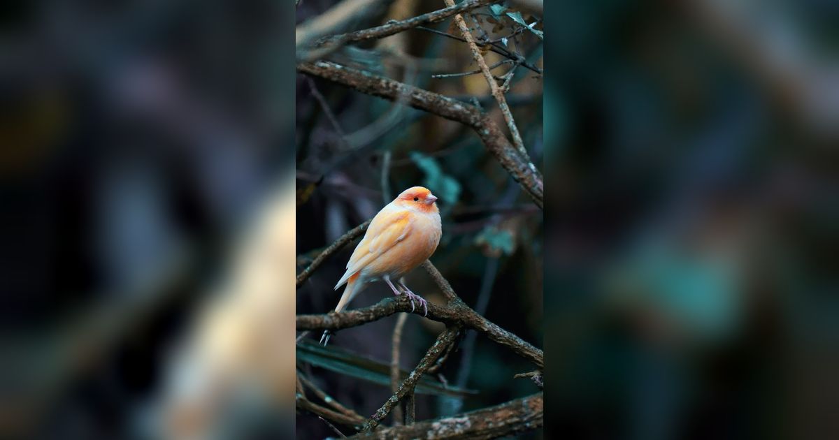 16 Burung Paling Eksotis dan Langka yang Hanya Ada di Kepulauan Galapagos!