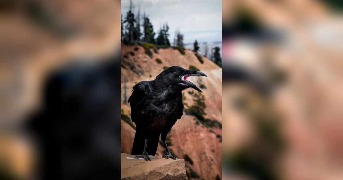 Burung Gagak Tanda Kematian, Mitos atau Fakta?