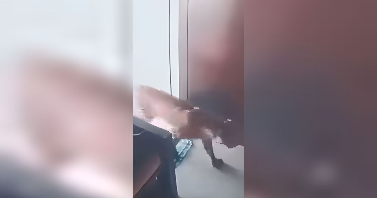 Bocah SD Pasrah Dihampiri Macan Tutul Nyasar dalam Rumah, Dikira Mau Menerkam Ternyata Cuma Dilewati
