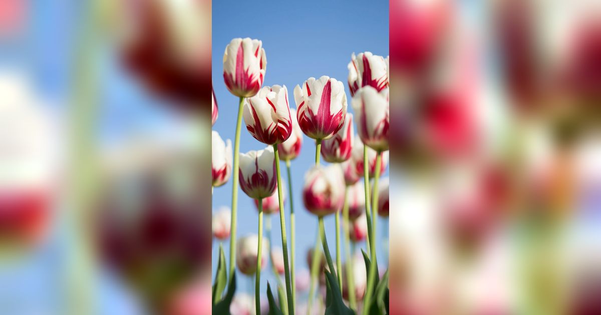 20 Fakta Unik Bunga Tulip, Ternyata Punya 3000 Jenis Berbeda dan Dipercaya Bisa Jadi Obat