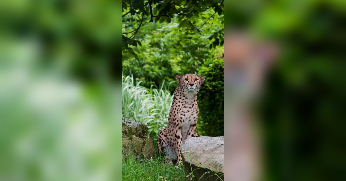 Ilmuwan Temukan Misteri Cheetah Bisa Berlari dengan Kecepatan Tinggi, Ternyata Ini Rahasianya