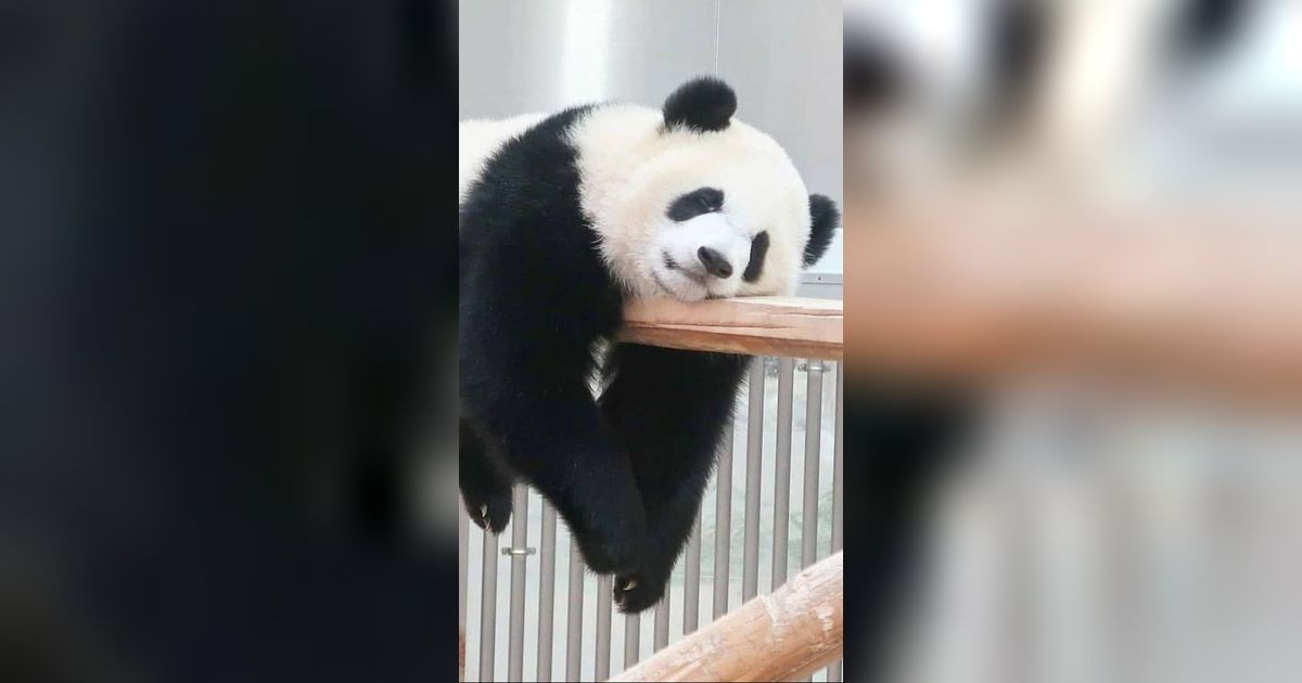 16 Maret Merayakan Hari Panda Nasional, Ini Tujuannya