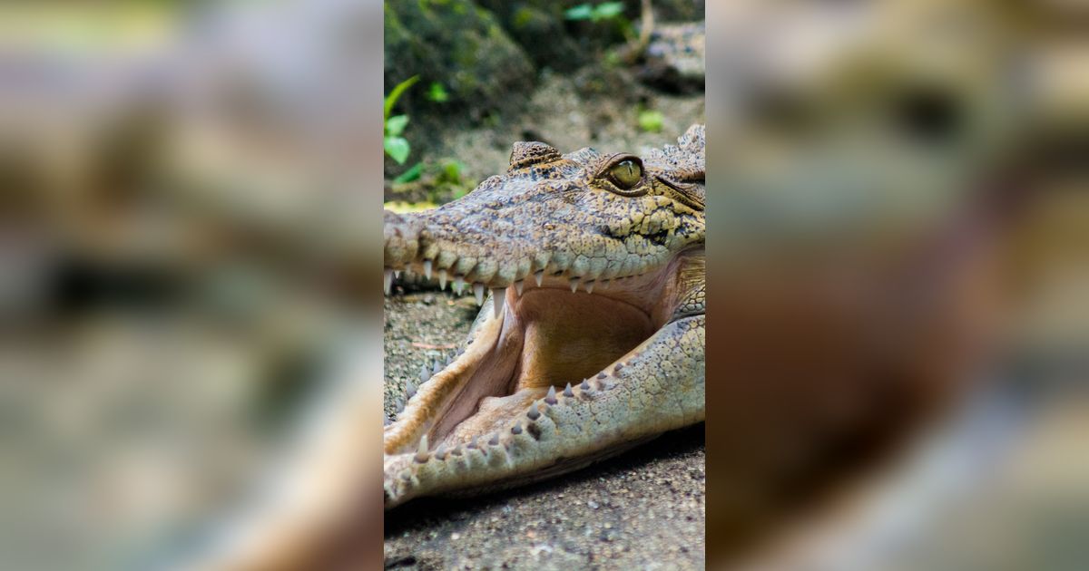 Dramatis! Emak-Emak Ngamuk Bertarung Lawan Buaya 4 Meter Selamatkan Suami Hampir Ditelan Bulat-Bulat