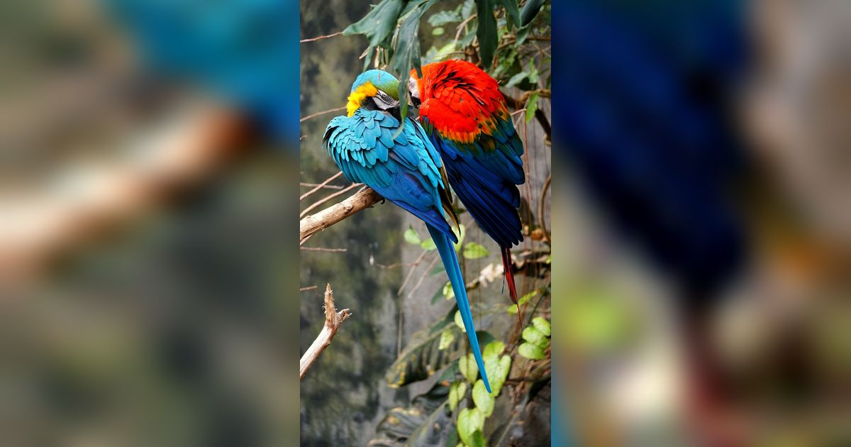 30 Makhluk Bumi yang Memiliki Warna Menyerupai Pelangi, Indah dan Eksotis.