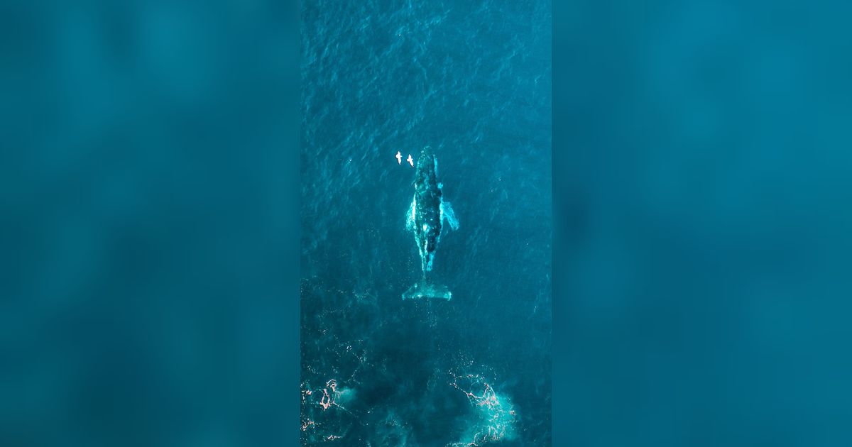Dinyatakan Punah, Paus Abu-Abu Tiba-Tiba Muncul di Samudera Atlantik