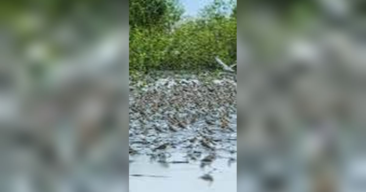 Taman Nasional Berbak Sembilang, Lahan Mangrove Terbesar di Indonesia Barat Bisa Melihat Tapir dan Burung Air