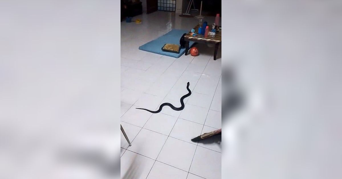 Suasana Syahdu Sahur Berubah Jadi Gempar, Ular Hitam Mengkilap Masuk Rumah, Makin Heboh Dikira Ada Sepasang