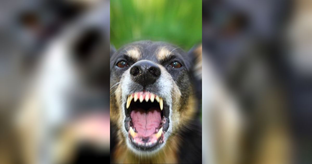 Bocah 12 Tahun di TTS NTT Tewas Akibat Digigit Anjing Rabies